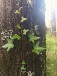 Close-up of ivy growing on tree trunk