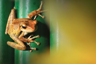 Close-up of frog on metal door