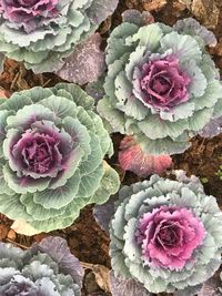 Full frame shot of purple cactus