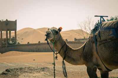 Caravan of camels in merzouga sahara desert on morocco ,dromedary camel in sahara desert,