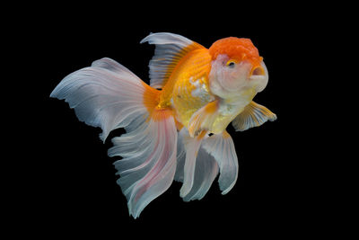 Close-up of fish underwater