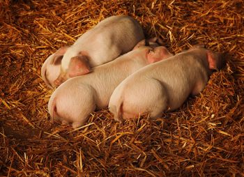 Piglets sleeping