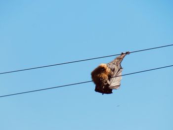 Low angle view of bird on cable against clear blue sky