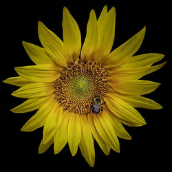 Close-up of insect on sunflower