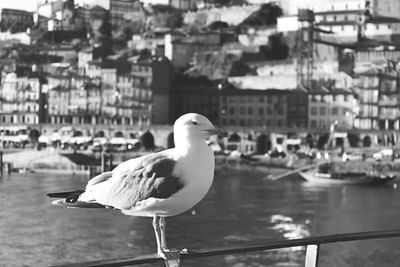 Close-up of seagull perching on railing