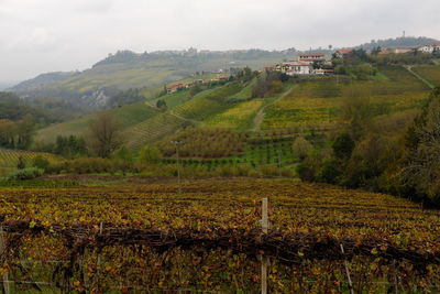 Autumn's vineyards from barolo