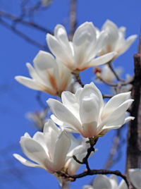 Close-up of flowers against blurred background