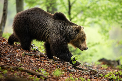 Side view of an animal on land