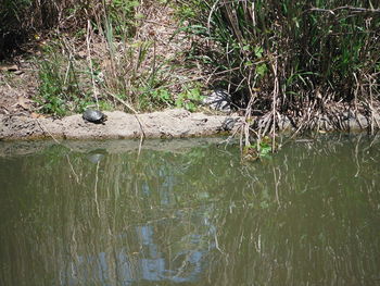 Scenic view of lake