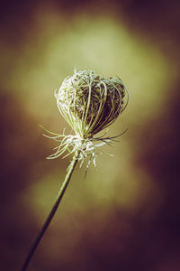 Close-up of wilted dandelion flower