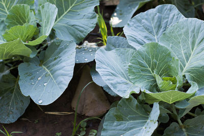 Close-up of plants in water