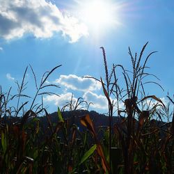 Low angle view of fresh plants against sky