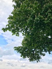 Low angle view of tree against sky