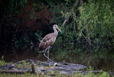 Close-up of bird in lake