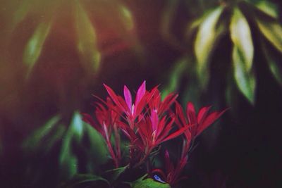 Close-up of red flower