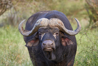 Close-up of a male cape buffalo