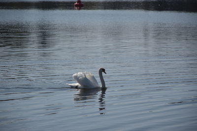 Swan swimming in lake