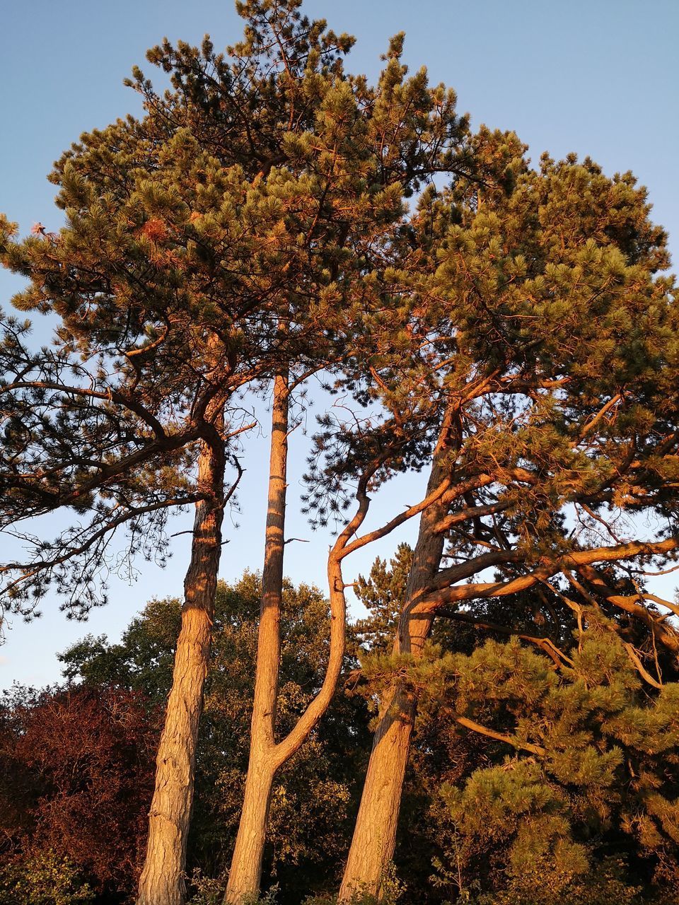 LOW ANGLE VIEW OF TREES AGAINST SKY