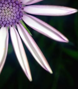 Close-up of pink flower