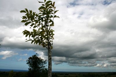 Low angle view of trees against cloudy sky