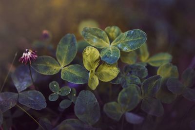 Close-up of green leaves