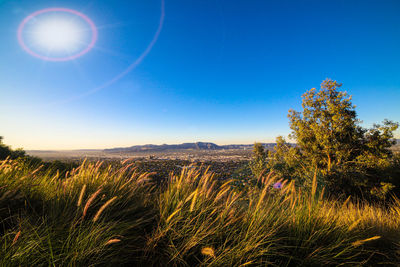 Scenic view of field against bright sun