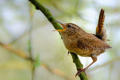 Close-up of bird perching on branch