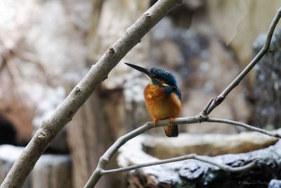 Bird perching on branch