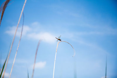 Low angle view of dragonfly on plant against blue sky