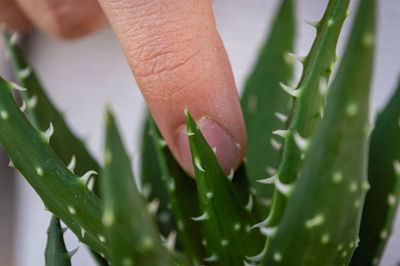 Close-up of woman touching thorns of aloe vera