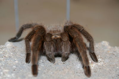 Close-up of spider