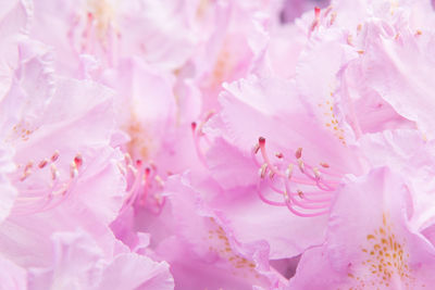 Full frame shot of pink cherry blossom