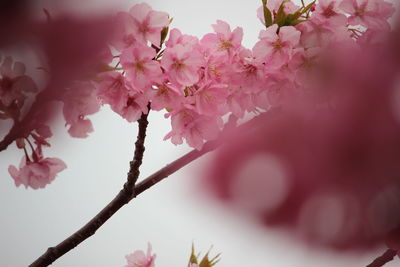 Close-up of pink cherry blossom