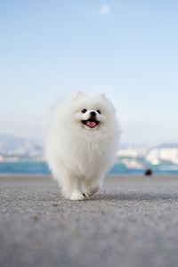 Close-up of white dog looking away