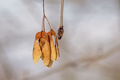 Close-up of dry leaves hanging on branch