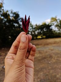 Close-up of hand holding red rose flower