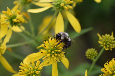 Close-up of bee pollinating on yellow flower