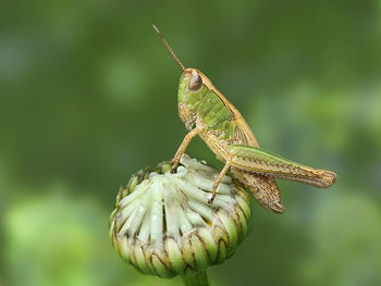 Close-up of insect on leaf