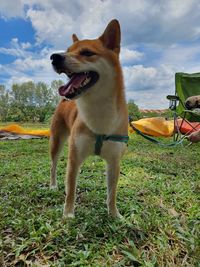 Portrait of a dog on field