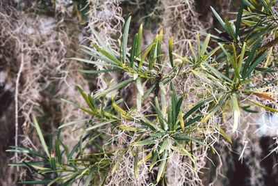 Close-up of plant