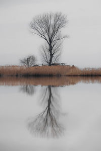 Bare tree by lake against sky