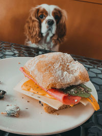 Close-up of a dog