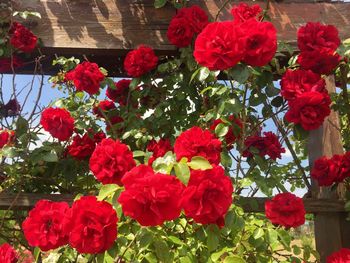 Close-up of red flowers