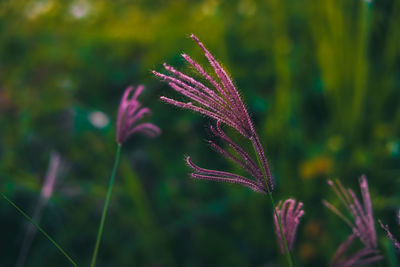 Flowers from the purple grass in the morning