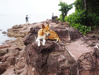 View of a cat on rock