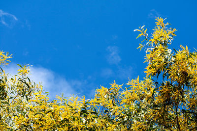 Low angle view of yellow flowering plants against blue sky