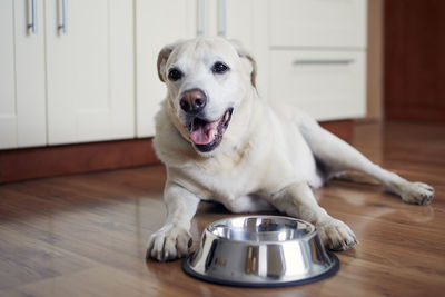 Happy dog waiting for feeding. old labrador retriever lying near empty bowl in home kitchen.