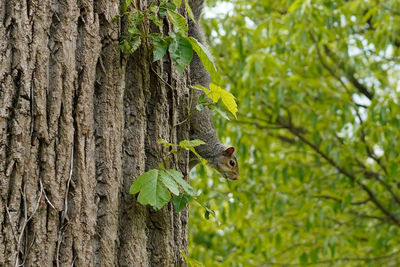 Close-up of insect on tree