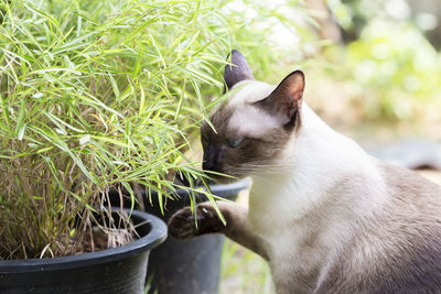 Close-up of cat by potted plant