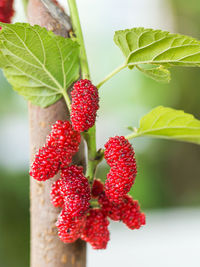 Close-up of strawberry growing on plant